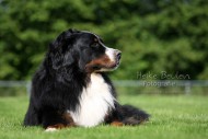 Berner Sennehund