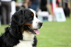 Berner Sennenhund