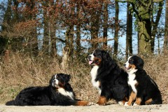 Berner Sennenhunde