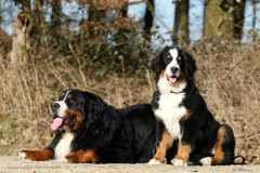 Berner