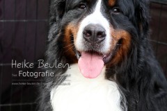 Berner Sennenhund