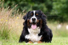 Berner Sennehund