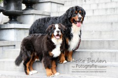 Berner Sennenhunde
