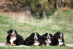 Berner, my love!