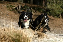 Berner Sennen Easy Living, B