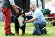 Hundeausstellung