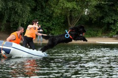 Neufundländer Wasserarbeiter