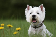 Westie Gonzo