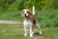 Beagle
