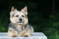 Terrier Lenny