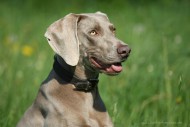 Weimaranermädel Greta