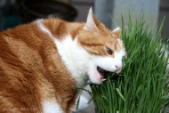 Kater