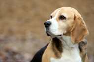 Beagle Lisa