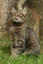 Katze Luzzi
