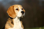 Beagle Lisa