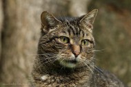 Katze Luzzi