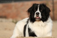 Landseer Chopper