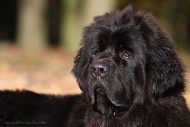Neufundländer
