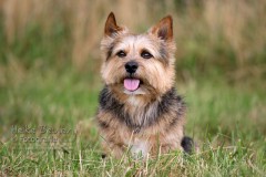 Terrier Lenny