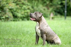 Tierschutzhund