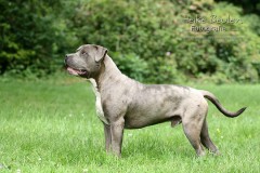 Tierschutzhund