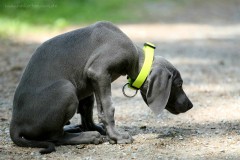 Weimaraner Theo