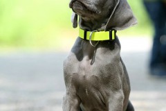 Weimaraner Theo