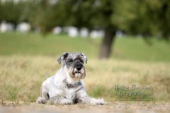 Mittelschnauzerhündin Bea