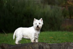 Westie Campino