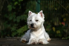 Westie Campino