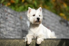 Westie Campino