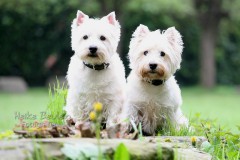 Westie Wurfbrüder