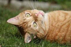 Kater Nuka