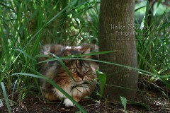 Kater