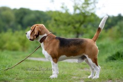 Beagle