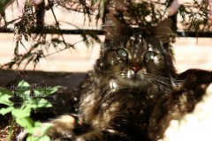 Kater