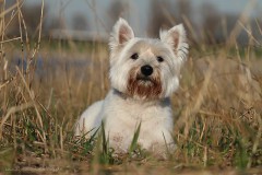 Westie Gonzo
