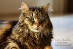 Kater