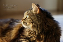 Kater