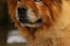 Eurasier