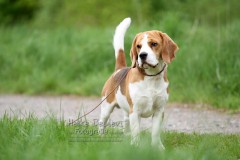 Beagle