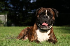 Boxer Bolle