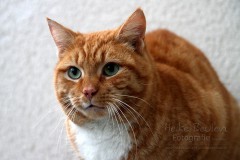 Kater Nuka