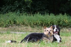 Terrier und Berner