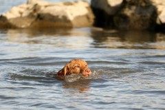 schwimmender Welpe