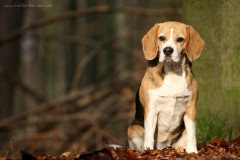 Beagle Lisa