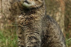 Katze Luzzi