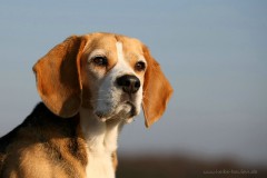 Beagle Lisa