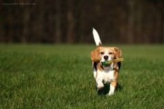 Beagle Lisa