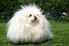Pekinese